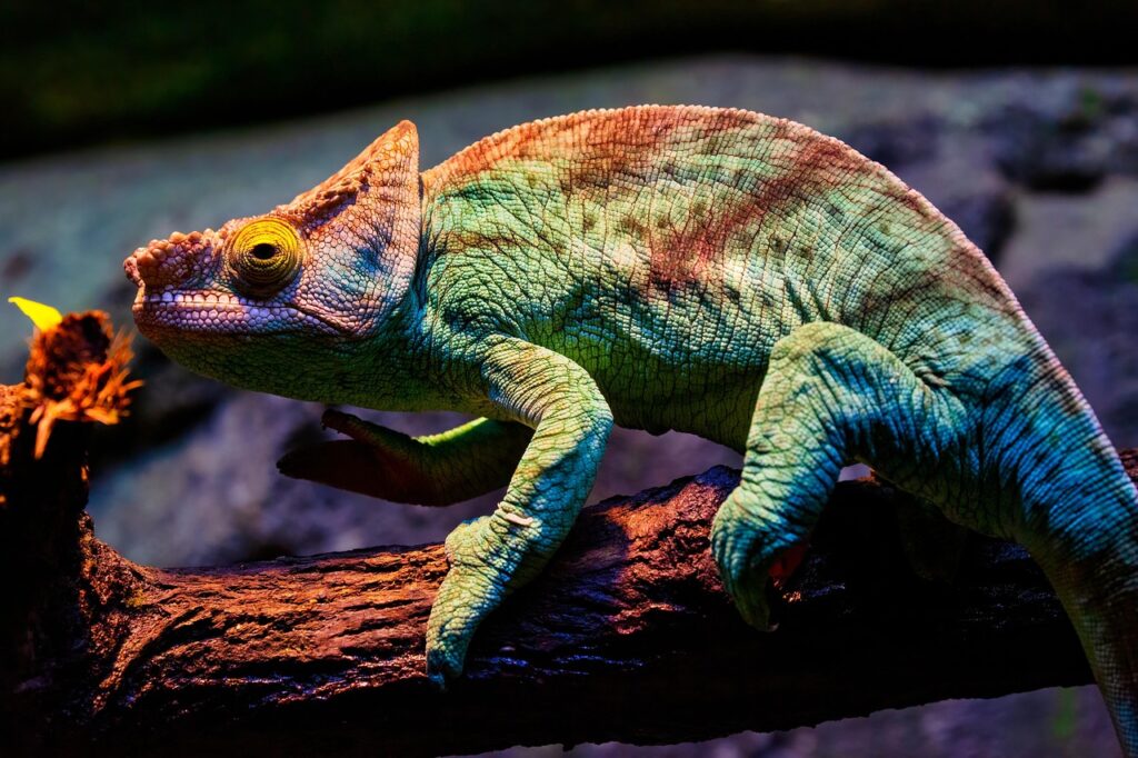 Chameleons change colour