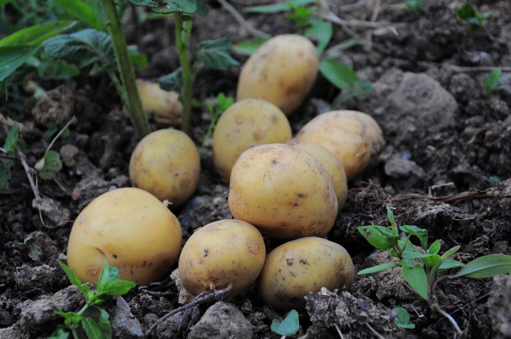 Ripening of potatoes